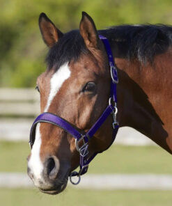 Bitz Deluxe Padded Headcollar