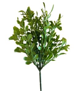 english-boxwood-pick
