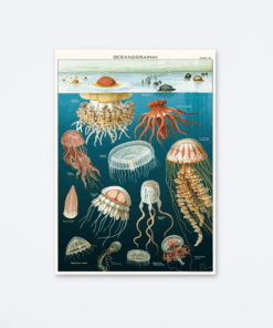 jellyfish-oceanography-wrap