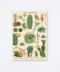 cacti-succulents-wrap