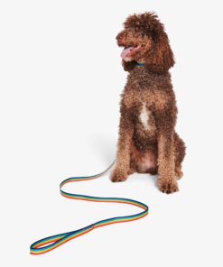 Rainbow dog leash